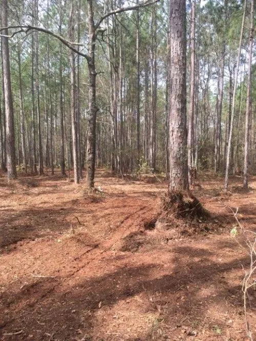 My husband and I would recommend Georgia Forestry & Mulching to anyone who’ll listen! Clint and Jaime were a Godsend