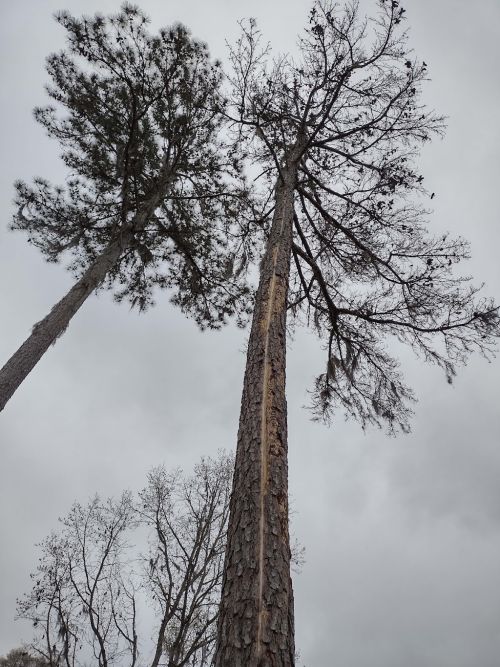  alt='I had a limb fall on my roof from a recent wind storm and I called Rocket Tree Service to give me an estimate to remove the'