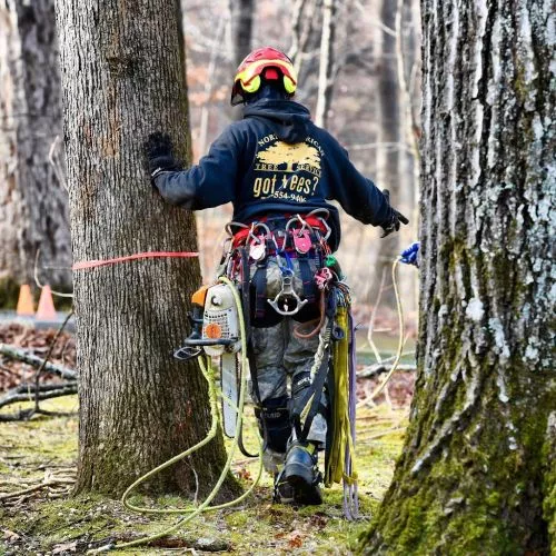 We used North American Tree Service to remove a couple of trees and limb a few of our others. They did a great job