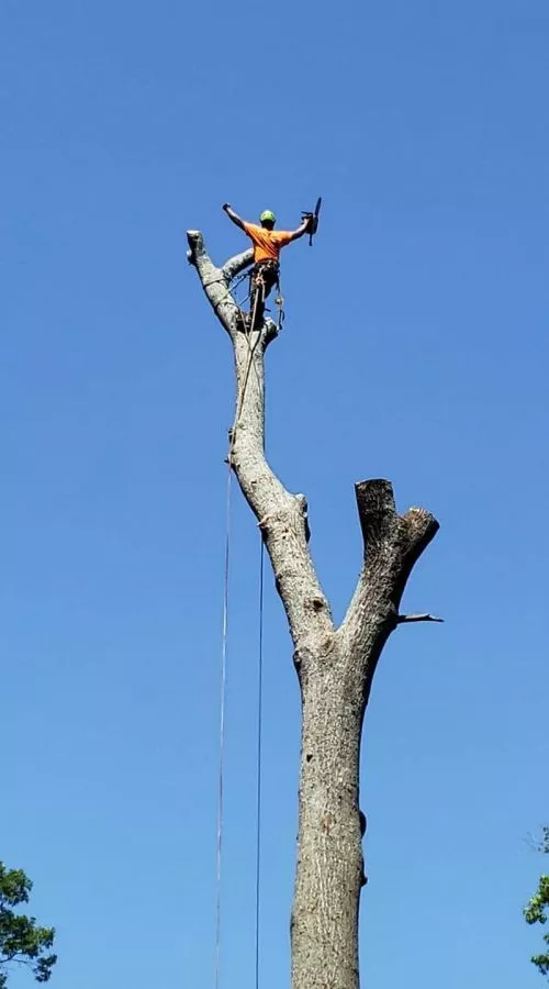 David and his crew took down about 9 compromised trees from our hard and hauled off some yard waste piles we had