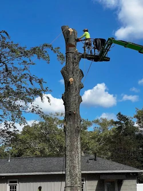 I recently hired Tree Amigos to remove a large Bradford Pear tree from my property, and I couldn’t be happier with the