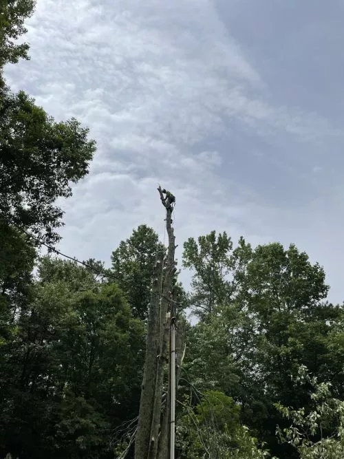 Hired Cleats Tree Service to clear out the back yard of my lake property so we would have a better view of the water