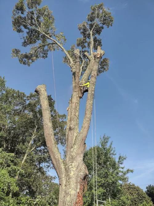 After a horrible experience with another local tree service, Poor Boyz restored my faith in humanity