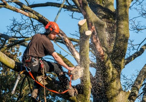  alt='Does great job cutting dangerous trees down without charging a fortune. Honest easy to work with'