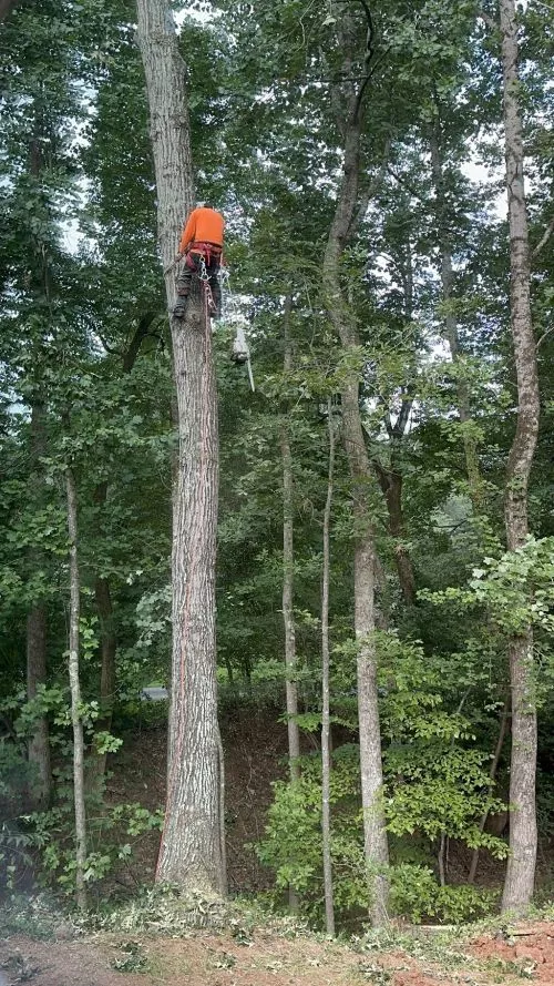 Romel and his crew were great. Very friendly & professional in removing 3 - 60ft tall pine trees and the price was the best