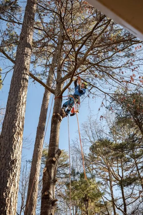 Brandon and his crew cut down three medium size trees and trimmed a number of other trees, down to the Corp line to improve