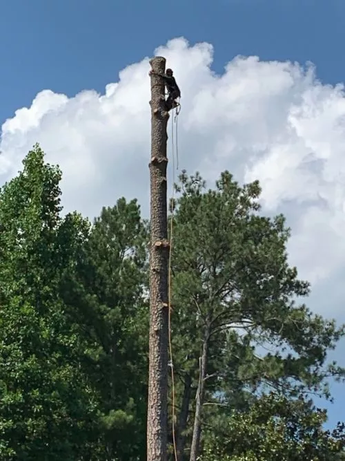 We had two trees fall into our lake & another that was partially dead at the top