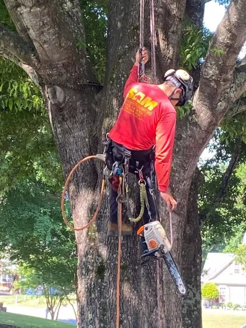 Recently used Superior Arbor Management for trimming and tree removals on my Dawsonville property