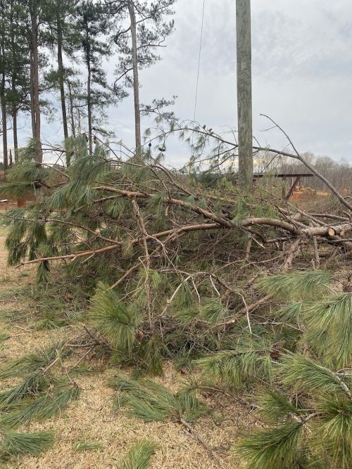  alt='I will recommend this company to anyone interested on tree removal for the following reasons: they gave us the best and'