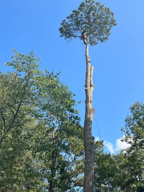 I will recommend this company to anyone interested on tree removal for the following reasons: they gave us the best and