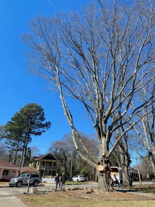 My neighbor had a crew of workers grinding tree stumps. I walked over to them and asked to speak to their boss or owner,