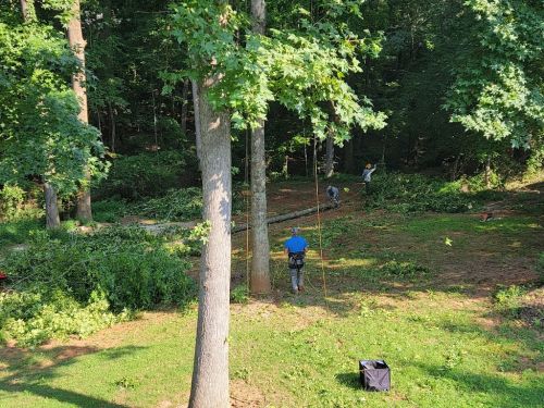  alt='We hated to have our trees removed but it had become necessary. This crew comes prepared and ready to get the job done'