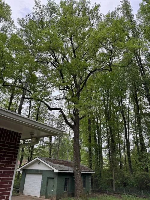 New Leaf just performed a trimming job for me in Hogansville on a very large water oak that had massive limbs hanging over