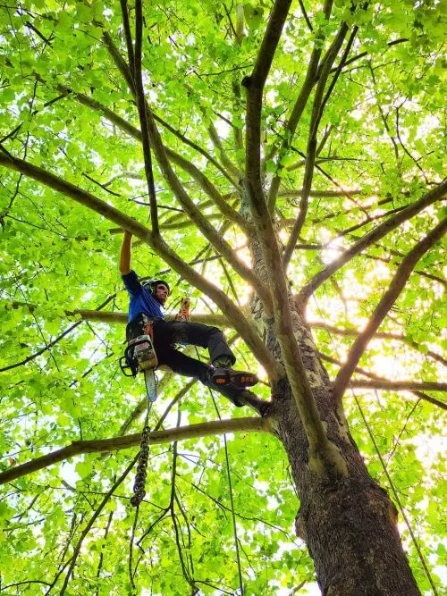 We had a fantastic experience with New Leaf tree service. They removed a large maple tree and several dead trees from our