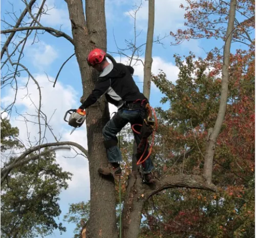 Gregory and his crew were prompt, professional, knowledgeable, kind and reasonable. They are my tree guys for life!