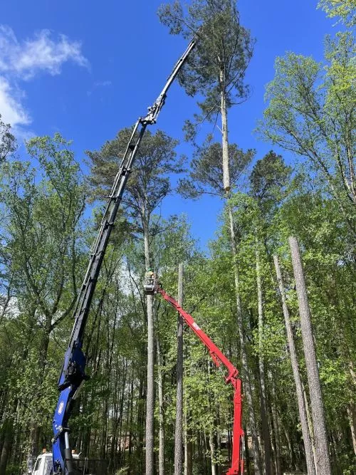 Had a Hugh sweetgum tree taken down Oct. 28, this week with GDS