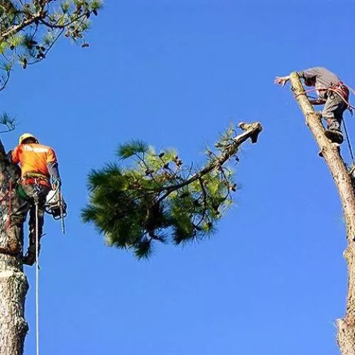 I had a terrific experience with this company, who removed a century-old oak that was dying in our backyard in Haddock